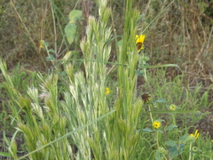 Andropogon glomeratus