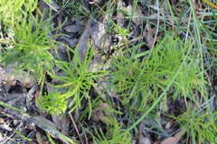 Lycopodium deuterodensum