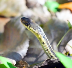 Thamnophis sirtalis sirtalis