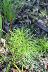 Lycopodium deuterodensum