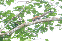 Callosciurus caniceps