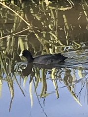 Fulica atra australis