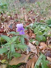Viola tricolor