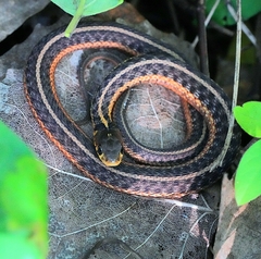 Thamnophis sirtalis sirtalis