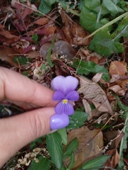 Viola tricolor