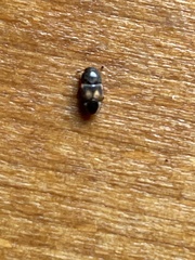 Carpophilus hemipterus