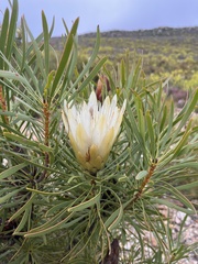 Protea repens
