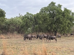 Connochaetes taurinus taurinus