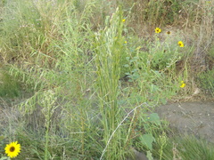 Andropogon glomeratus