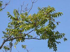 Ailanthus altissima