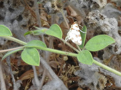 Conchylodes octonalis