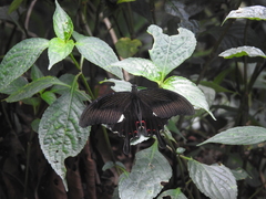 Papilio helenus