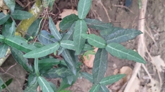 Trachelospermum jasminoides