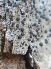Lecidella elaeochroma