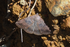 Blasticorhinus rivulosa