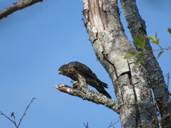 Falco columbarius suckleyi
