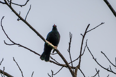 Turdus merula merula