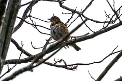 Turdus philomelos clarkei