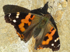 Vanessa indica