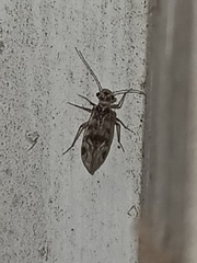 Peripsocus