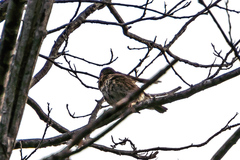 Turdus philomelos clarkei