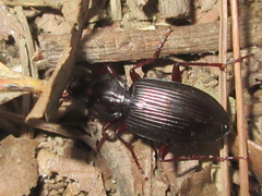 Synuchus