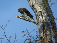 Falco columbarius suckleyi