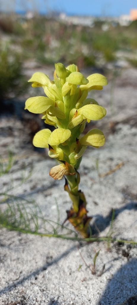 Disa sabulosa