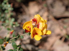 Pultenaea gunnii