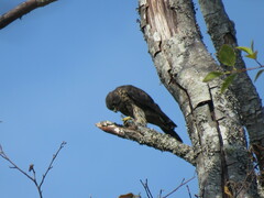 Falco columbarius suckleyi