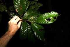 Cryptocarya mackinnoniana