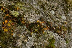 Salix herbacea