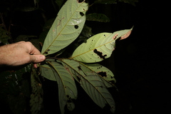 Cryptocarya mackinnoniana