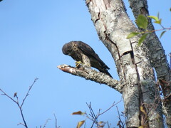 Falco columbarius suckleyi