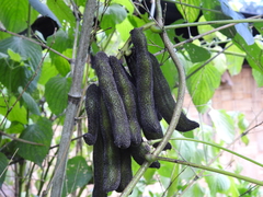 Mucuna