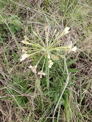Pelargonium luridum