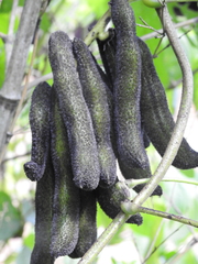 Mucuna