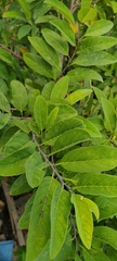 Annona