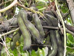 Mucuna