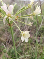 Pelargonium luridum
