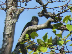 Falco columbarius suckleyi