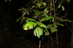 Cryptocarya mackinnoniana