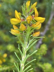 Phyllota phylicoides