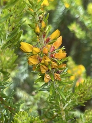 Phyllota phylicoides