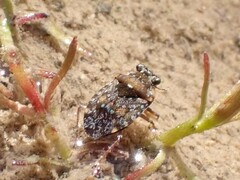 Ochterus