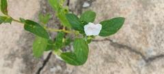 Sesamum indicum