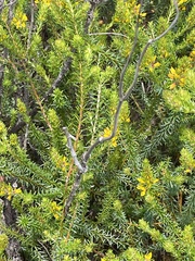 Phyllota phylicoides