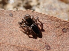 Maratus proszynskii