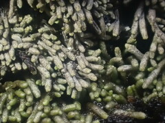 Bryochiton microscopicus