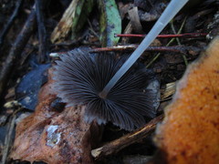 Coprinopsis cinerea